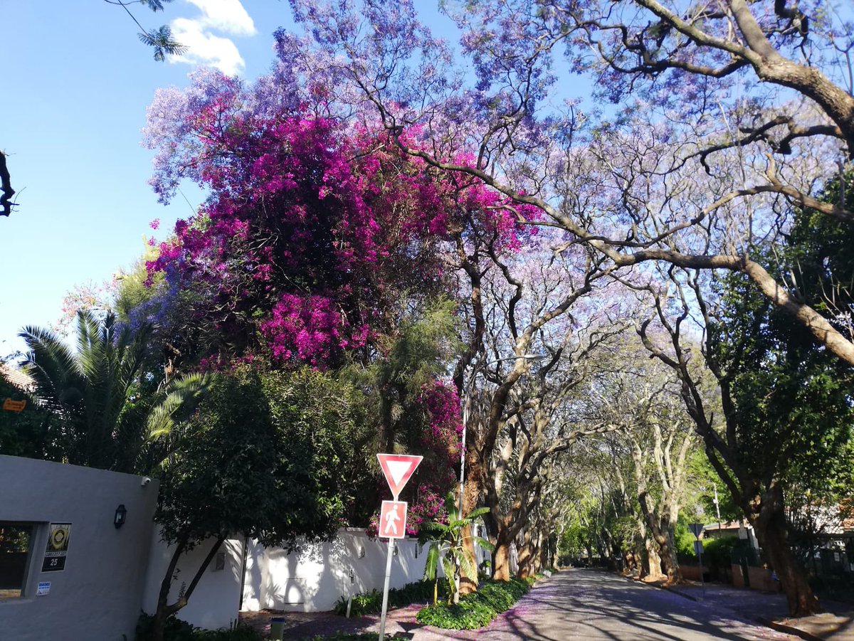 Marvellous news 📰 
* Voters roar 🦁 anger at corruption, sleaze, collapsed local state. Listen 🎧!
* Damon Galgut bags Booker after Abdulrazak Gurnah’s Nobel for literature
* Global green deal to transition economy from coal generation is massive
* Also jacarandas and Diwali