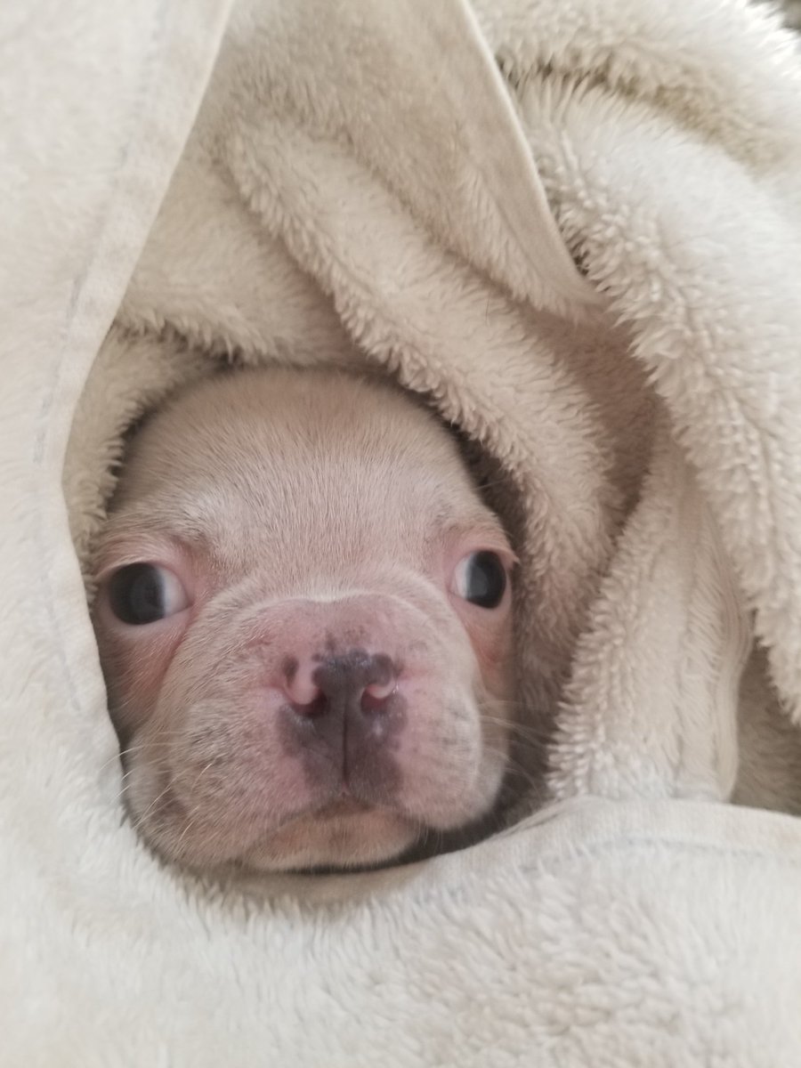 Markella_M's tweet photo. Puppies have been going to their forever homes 💕🥰😘 we will miss these cuties #blymountainbostons #puppiesinoregon #bostonterrier #puppies #frenchton https://t.co/QIk50wywAA