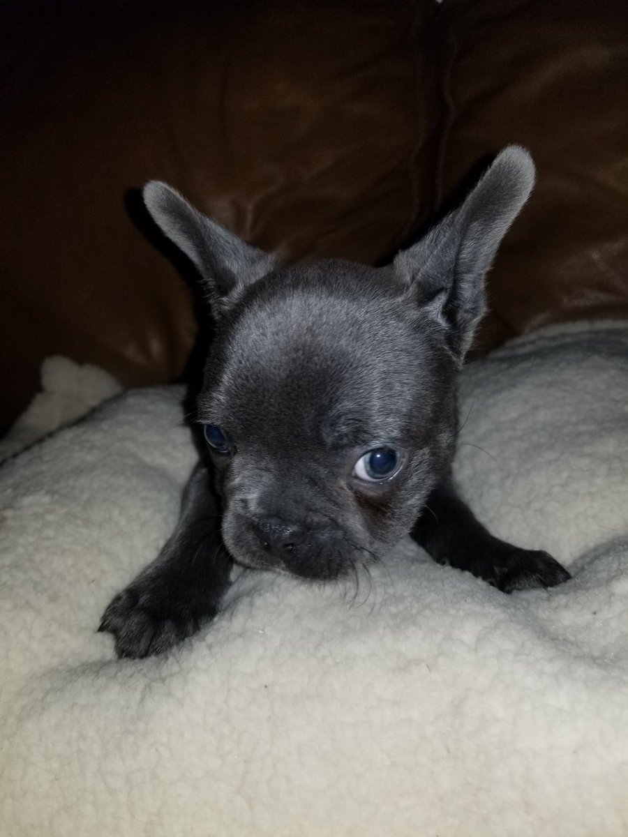Markella_M's tweet photo. Puppies have been going to their forever homes 💕🥰😘 we will miss these cuties #blymountainbostons #puppiesinoregon #bostonterrier #puppies #frenchton https://t.co/QIk50wywAA