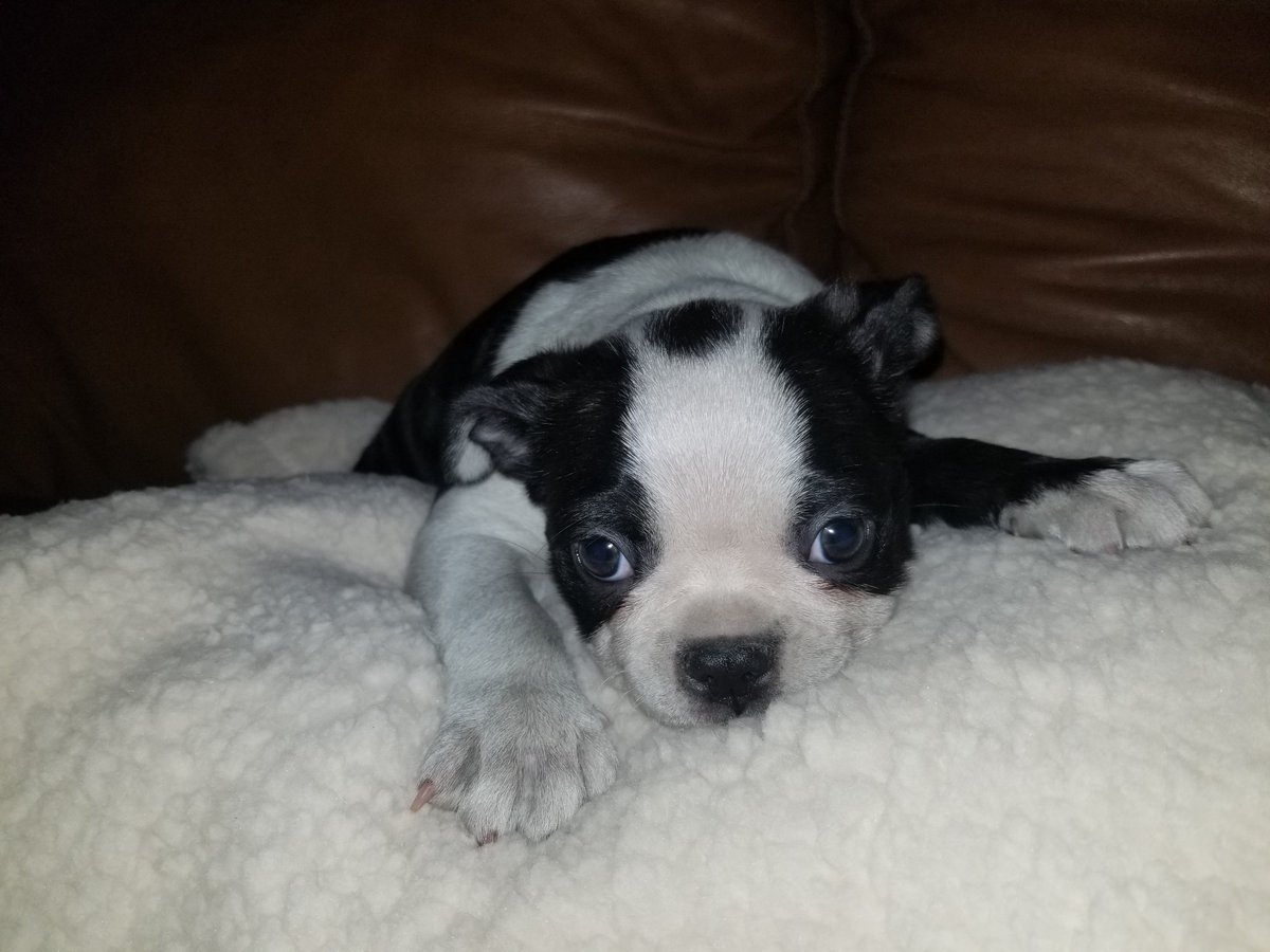 Markella_M's tweet photo. Puppies have been going to their forever homes 💕🥰😘 we will miss these cuties #blymountainbostons #puppiesinoregon #bostonterrier #puppies #frenchton https://t.co/QIk50wywAA