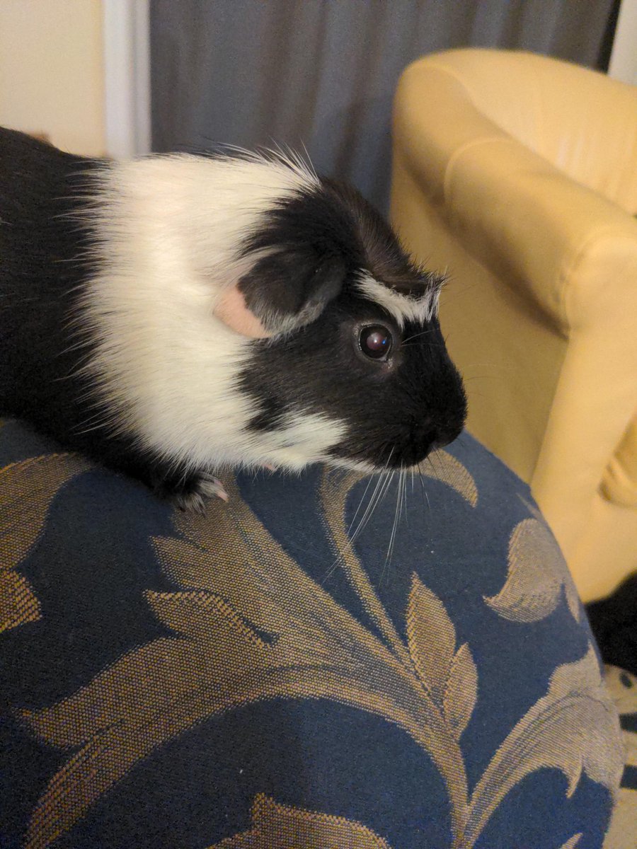 Sixspades tweet media