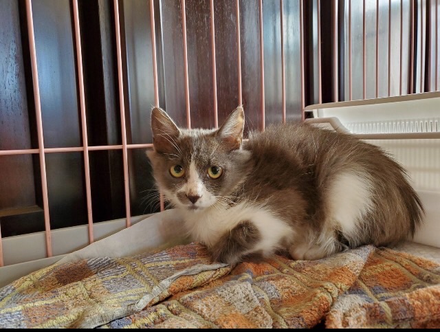 下田けんご Rt Rensainfo 保護猫の譲渡会 11月7日 日 11 00 14 00 主催 猫レンジャー 場所 ジョイフル本田 ペットセンター君津店 住所 千葉県君津市外箕輪3 7 猫の譲渡会 猫レンジャー 千葉県 君津市 保護猫 里親募集中 すまい Twitter 下田けんご Rt Rensainfo 保護猫の譲渡会 11月7日 日 11 00 14 00 主催 猫レンジャー 場所 ジョイフル本田 ペットセンター君津店 住所 千葉県君津市外箕輪3 7 猫の譲渡会 猫レンジャー 千葉県 君津市 保護猫 里親募集中 すまい Twitter