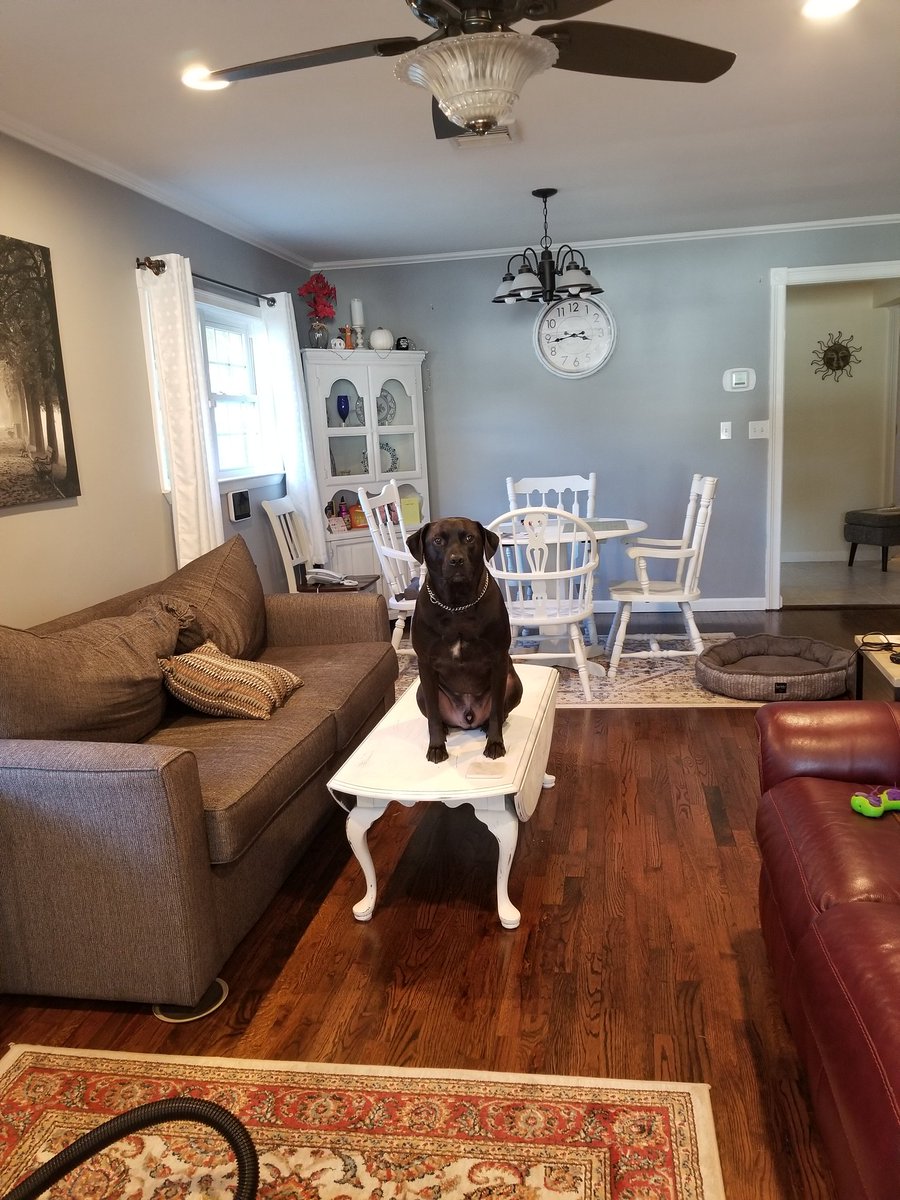 cherann49's tweet photo. @IvePetThatDog #labpitt here, just hanging on the table. https://t.co/iV0Ez4TDyd