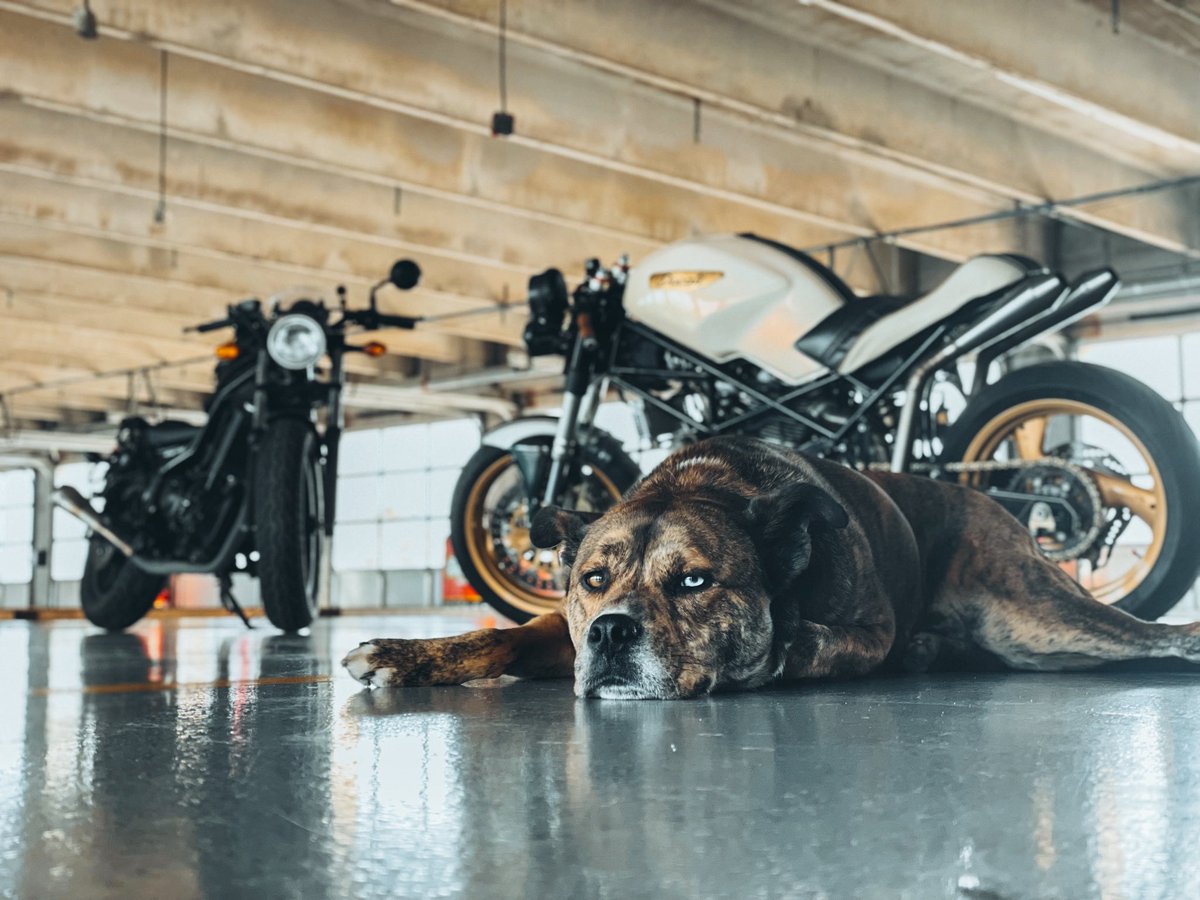 themotolady's tweet photo. Having a ruff week? Hereβs a photo featuring three of my favorite things. π₯°
@WaltherElfving #supermutt #custommotorcycles #customducati #pitsky #motolady #womenwhobuild #girlsbestfriend #motorcycles #ruffweek https://t.co/ixgO42RiQZ