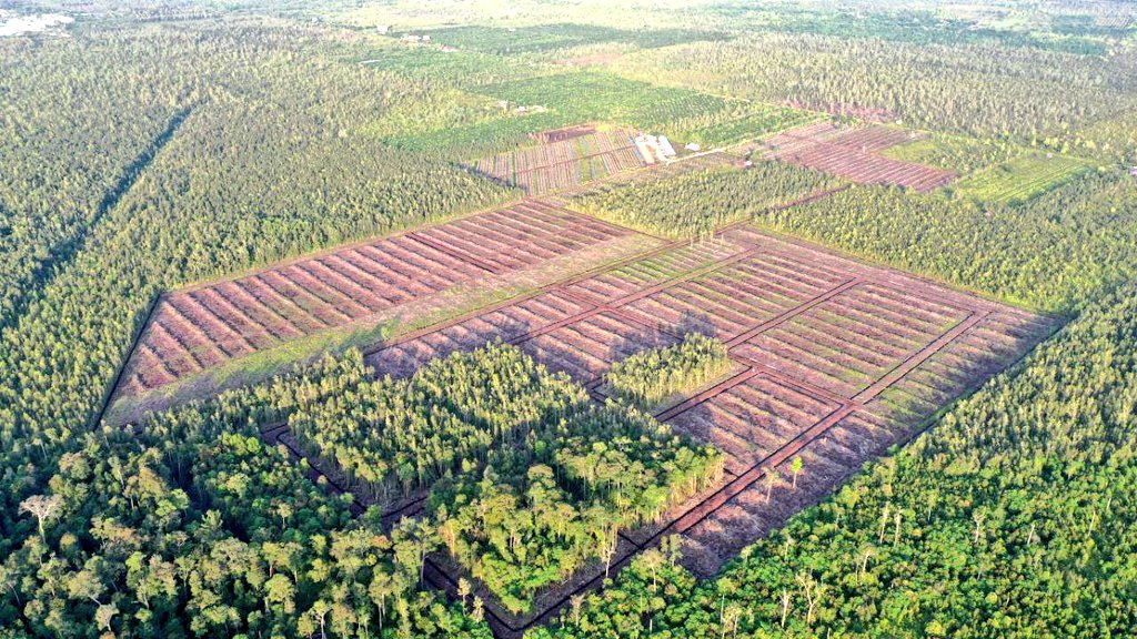 safrudin508's tweet photo. Pemerintah kita paling konsisten dalam alih fungsi hutan/ deforestasi memusnahkan habitat flora fauna endemik atas nama kepentingan pembangunan &amp; ekonomi. Photo ini diambil bberapa minggu lalu di wilayah TN Sebangau.
#STOP_Deforestasi #Letsaveourborneo https://t.co/aLH3CoZyEk