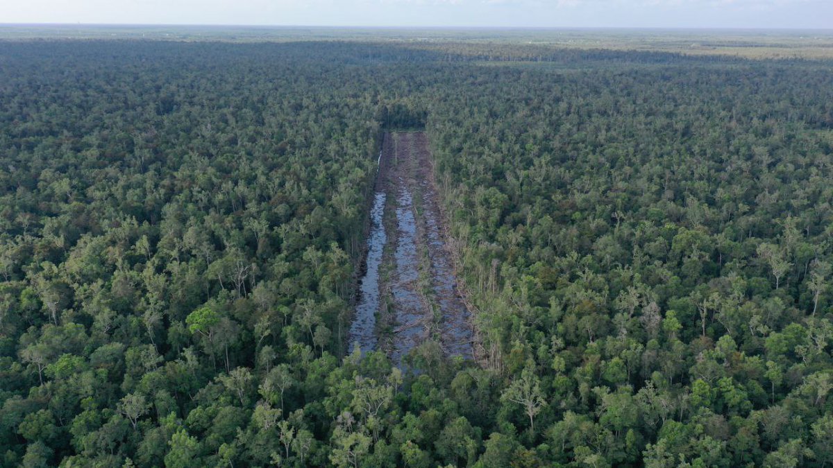Pemerintah kita paling konsisten dalam alih fungsi hutan/ deforestasi memusnahkan habitat flora fauna endemik atas nama kepentingan pembangunan &amp; ekonomi. Photo ini diambil bberapa minggu lalu di wilayah TN Sebangau.
#STOP_Deforestasi #Letsaveourborneo