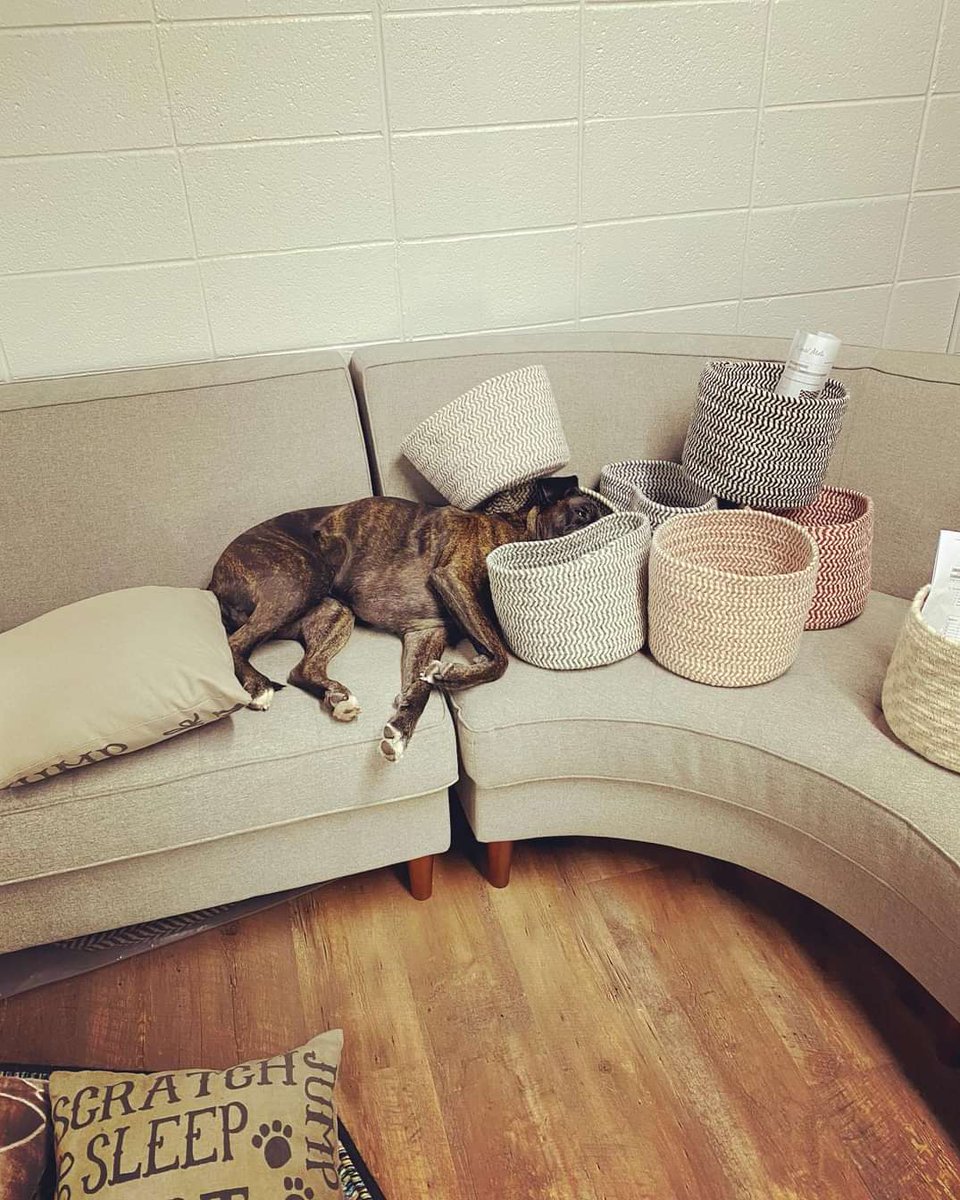 colonial_mills's tweet photo. Pam snoozing on some baskets ๐ค โค๏ธ #colonialmills
#dogsindecor #doglife #doglover #snooze #officedog #madeinusa #madeinamerica #lifeofpam #loveanimals #boxerdog #DogsofTwittter #dogsoftwitter https://t.co/4pjUHdXDYq