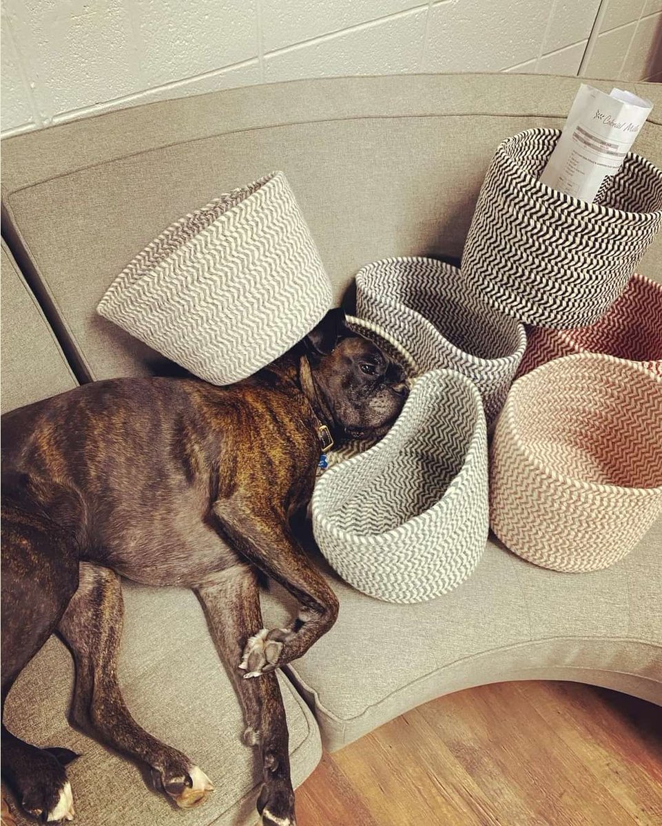 colonial_mills's tweet photo. Pam snoozing on some baskets ๐ค โค๏ธ #colonialmills
#dogsindecor #doglife #doglover #snooze #officedog #madeinusa #madeinamerica #lifeofpam #loveanimals #boxerdog #DogsofTwittter #dogsoftwitter https://t.co/4pjUHdXDYq