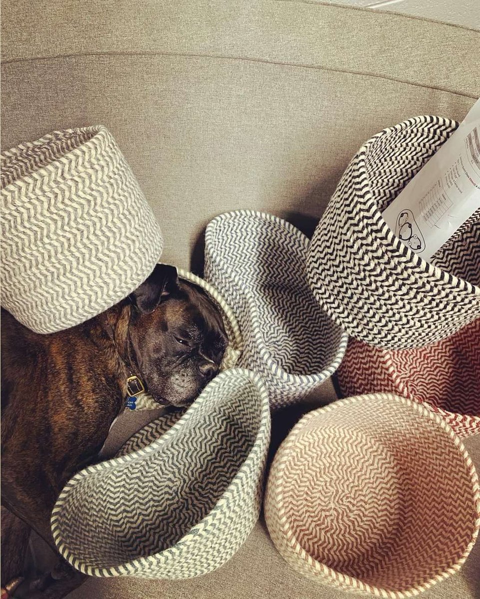 colonial_mills's tweet photo. Pam snoozing on some baskets ๐ค โค๏ธ #colonialmills
#dogsindecor #doglife #doglover #snooze #officedog #madeinusa #madeinamerica #lifeofpam #loveanimals #boxerdog #DogsofTwittter #dogsoftwitter https://t.co/4pjUHdXDYq