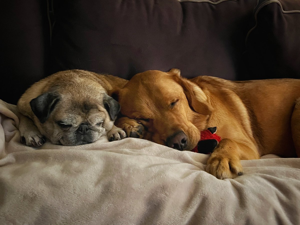 Wednesday nights with the Pug and the Lab …
