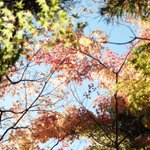 ツイートに含まれる画像