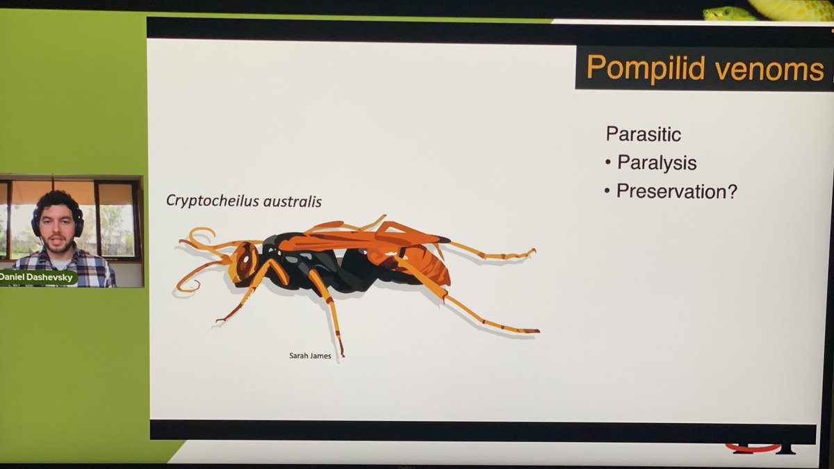 juanita_rodr's tweet photo. Dan Dashevsky walks us through the #venoms of the fantastic #pompilid #spiderwasps and some of our preliminary venom gland transcriptome results! #IST2021 https://t.co/ogiaPzbzIy