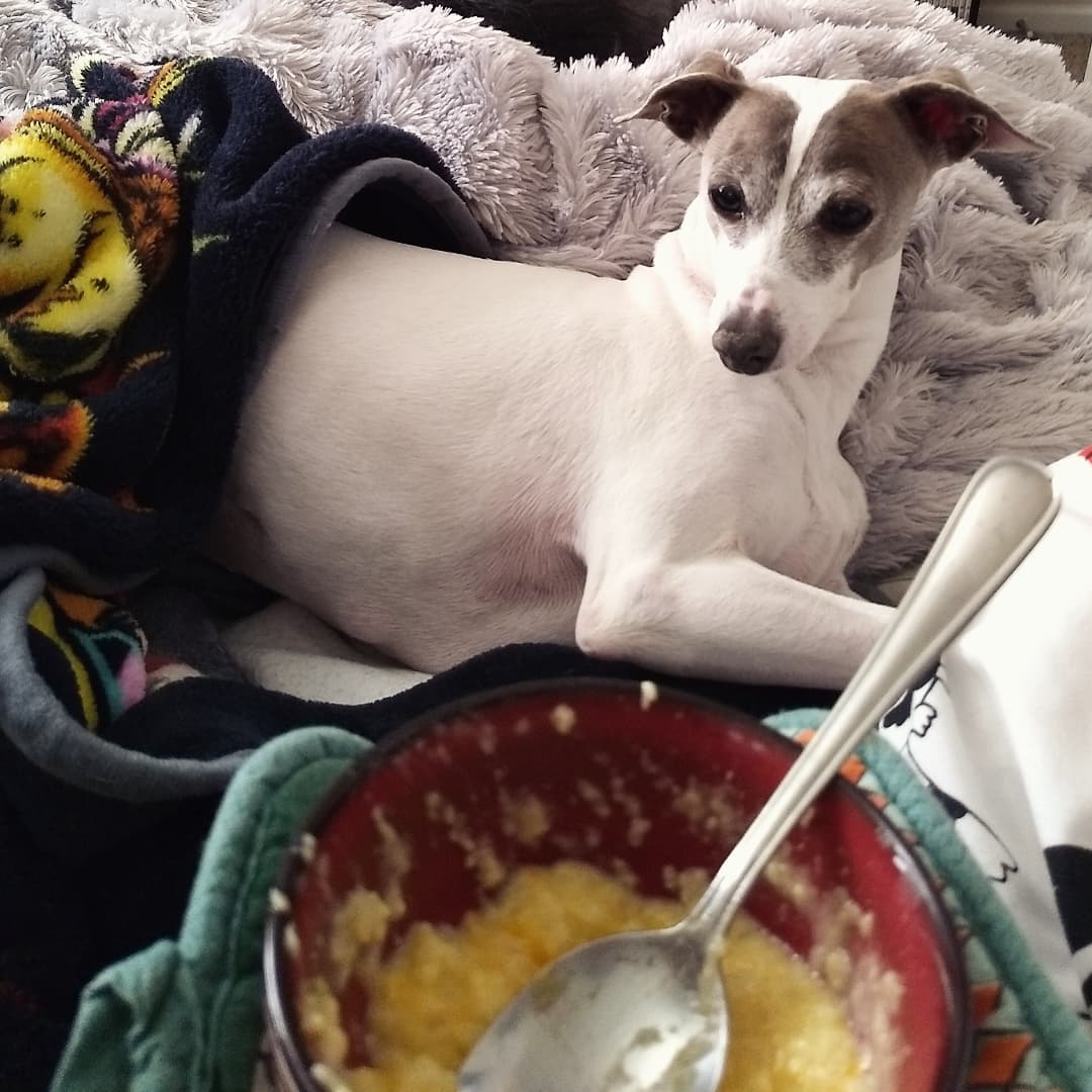 LilyComeHome1's tweet photo. Still missing.
This is the "you gonna eat that?" look. 🟣#MISSING/#STOLEN 7/31/20🟣#HuntsvilleAL/#MadisonAL💲2,500 REWARD ‼️NO QUESTIONS ASKED‼️ALL TIPS ARE CONFIDENTIAL‼️Call, Text, Email Anytime‼️#BringLilyHome  #ComeHomeLily #PleaseShare https://t.co/I8j1qZwDhH