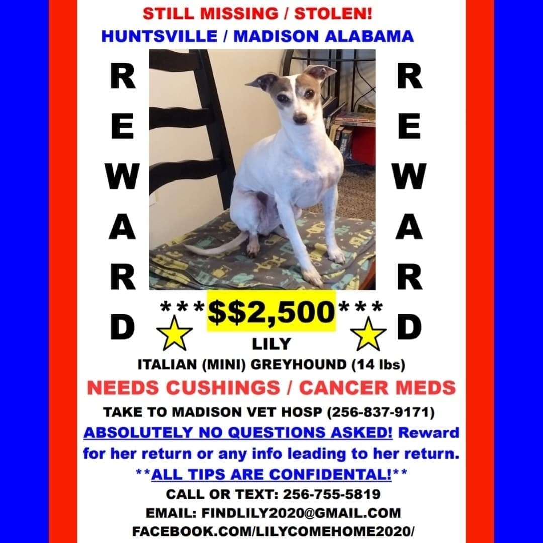 LilyComeHome1's tweet photo. Still missing.
This is the "you gonna eat that?" look. 🟣#MISSING/#STOLEN 7/31/20🟣#HuntsvilleAL/#MadisonAL💲2,500 REWARD ‼️NO QUESTIONS ASKED‼️ALL TIPS ARE CONFIDENTIAL‼️Call, Text, Email Anytime‼️#BringLilyHome  #ComeHomeLily #PleaseShare https://t.co/I8j1qZwDhH