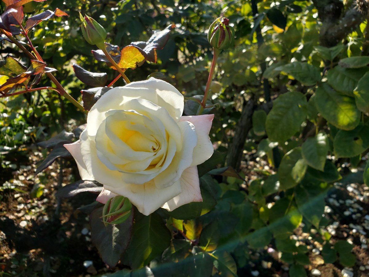 ysshare's tweet image. #京成バラ園