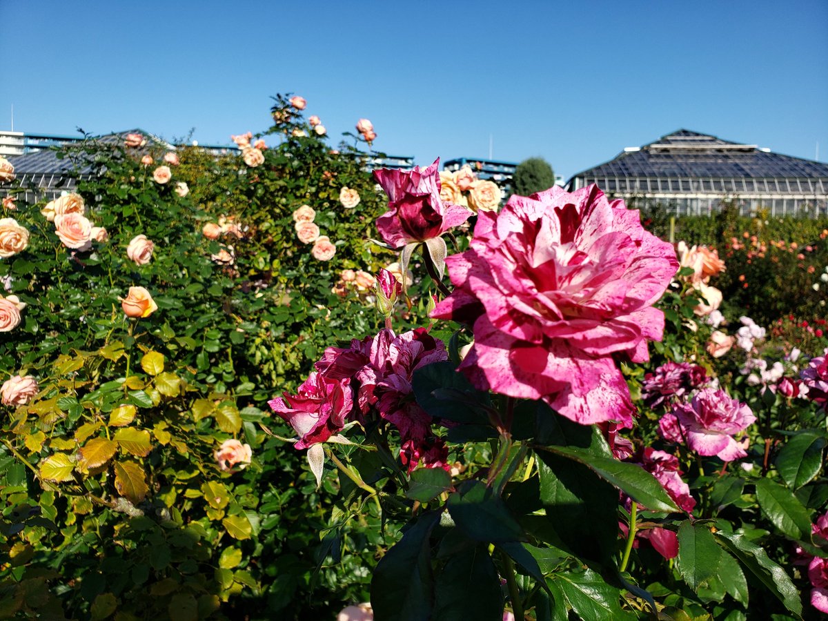 ysshare's tweet image. #京成バラ園