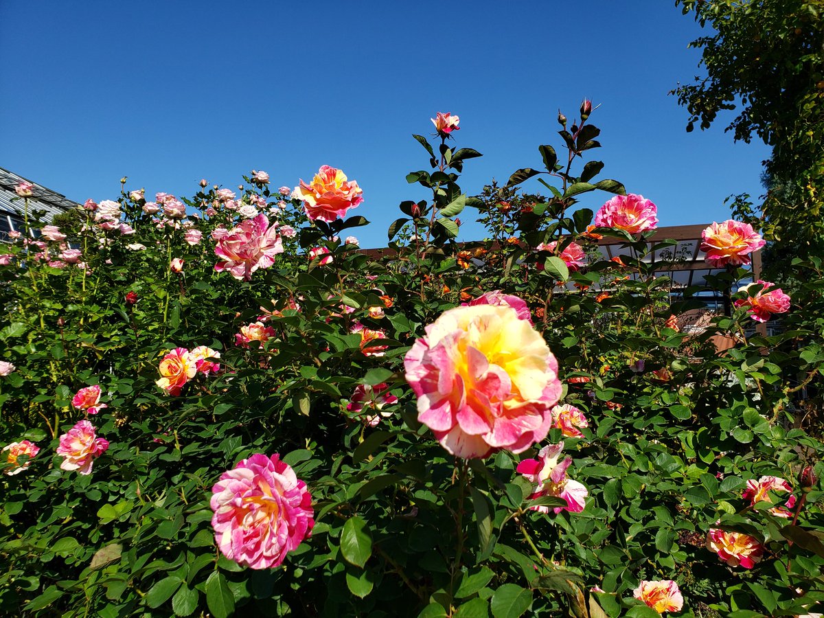 ysshare's tweet image. #京成バラ園