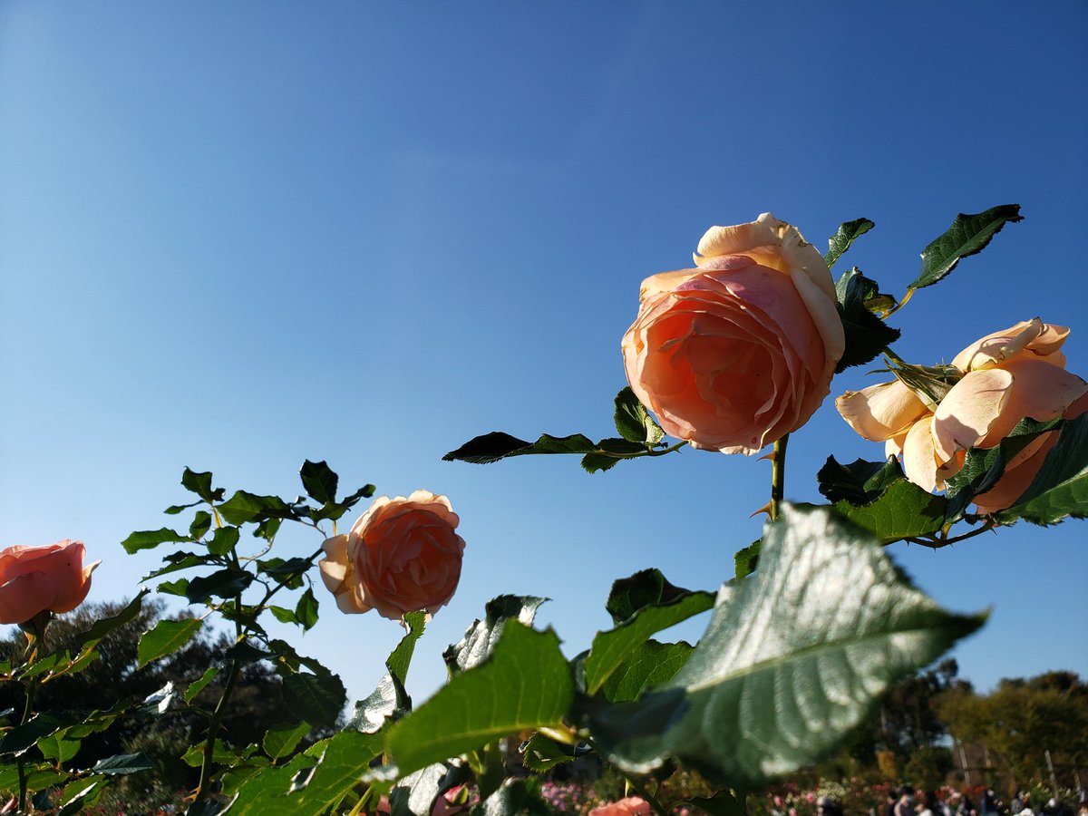 ysshare's tweet image. #京成バラ園