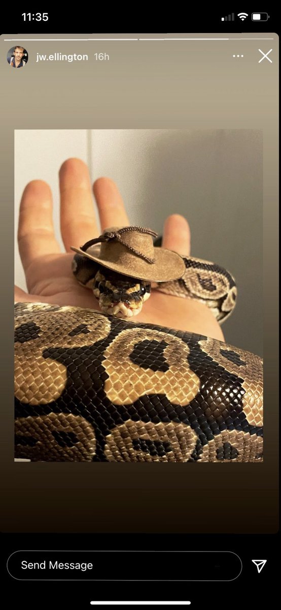 TheSerpenteens's tweet photo. Gonna reveal the album track listing for our debut LP #revolution over at @TheSerpenteens @instagram over the next 9 days. Our #debutalbum is #comingsoon so here’s a pic of a #snakewearingatinycowboyhat https://t.co/TOptLXUsMp