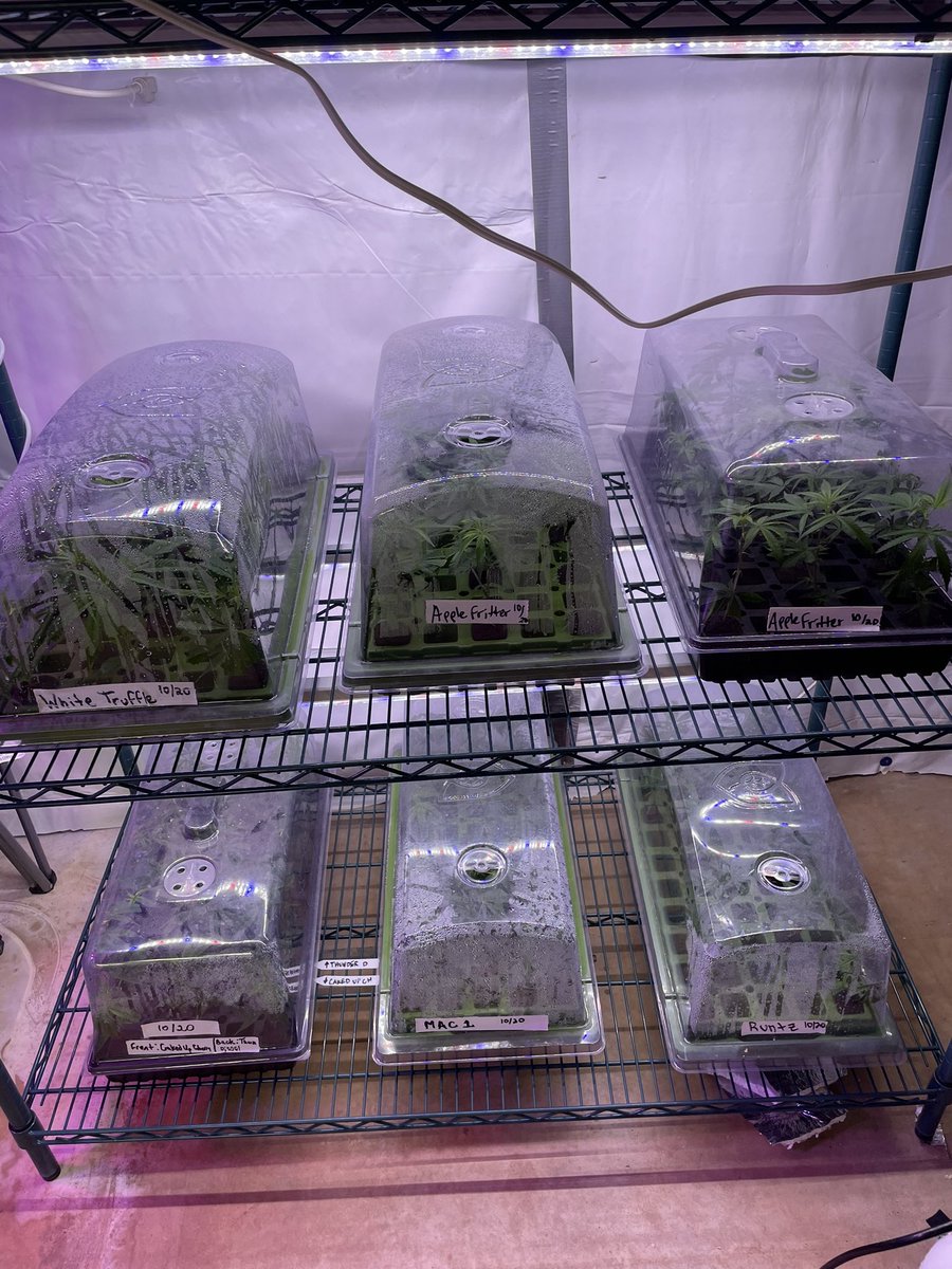 RawLikeSush's tweet image. Zaski #matchone