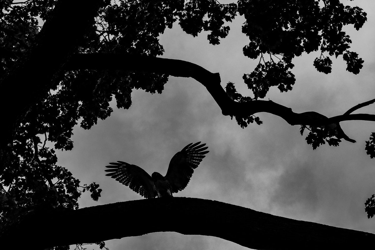 bman3333's tweet photo. #redtailhawk #nyc #devoepark #BlackAndWhite #blackandwhitephotography #photographer #streetphotography https://t.co/UgiTfzPfmF