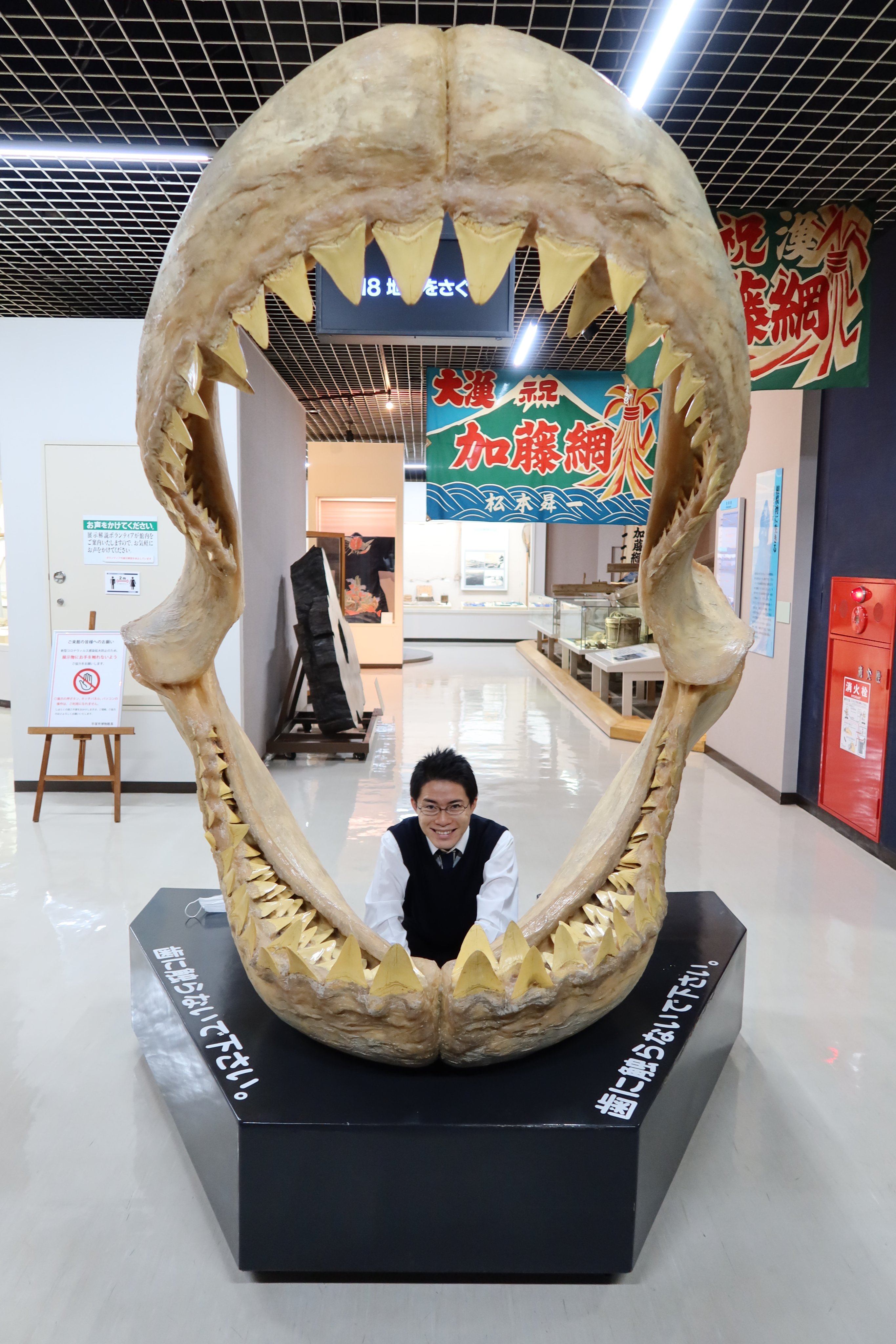 平塚市博物館 公式 京急油壺マリンパークよりご寄贈いただいたメガロドンの顎の化石 レプリカ を 常設展示室2階 階段を上がってすぐのところに展示しました 本日よりご覧いただけます 写真のように裏に回りこんで写真を撮ることも可能 ご来館の際