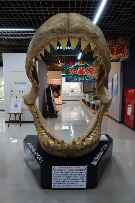 平塚市 平塚市博物館でメガロドンの顎の化石 レプリカ の展示をしています 号外net 平塚市