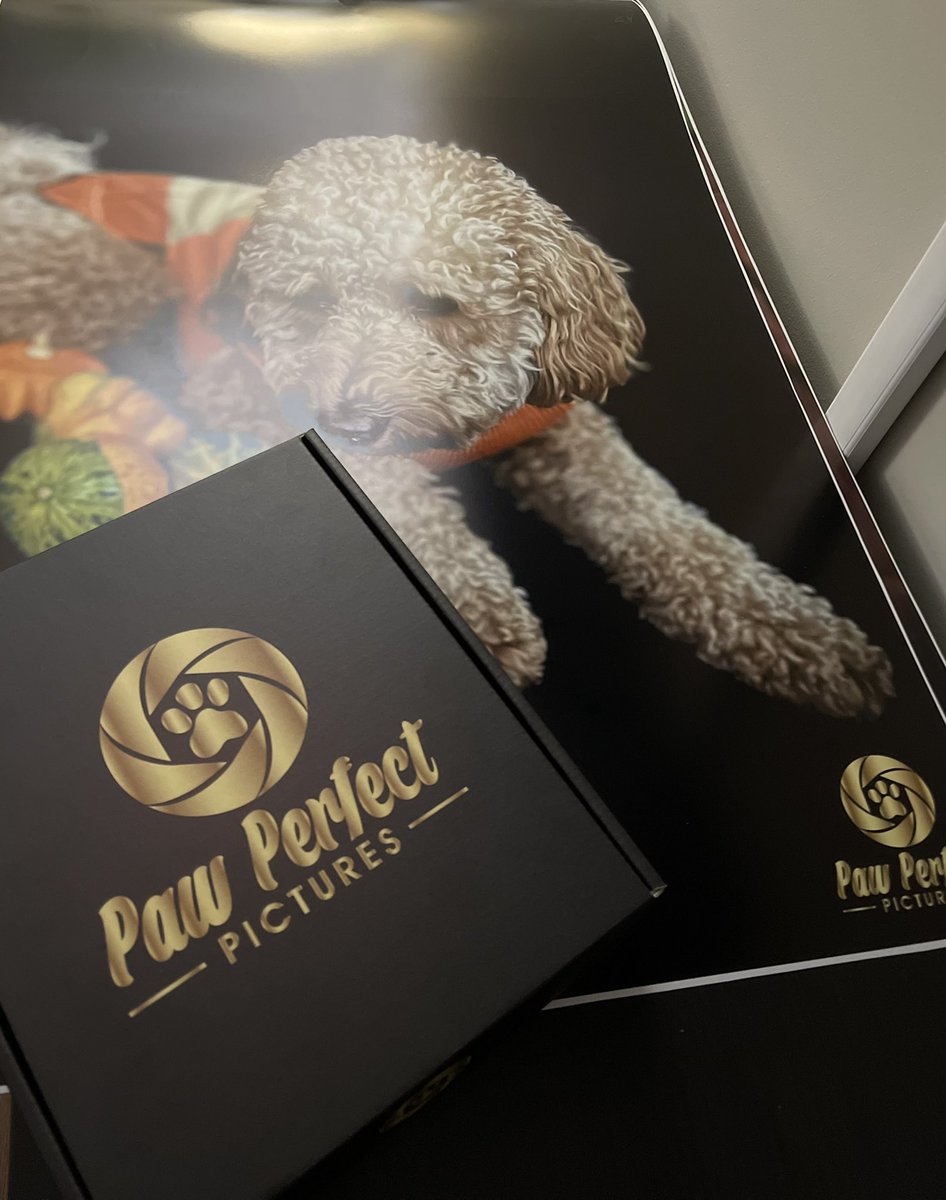 Today was a good day in the office… #wrkflw #entrepreneur #photographer #doggypix #labradoodle 📸