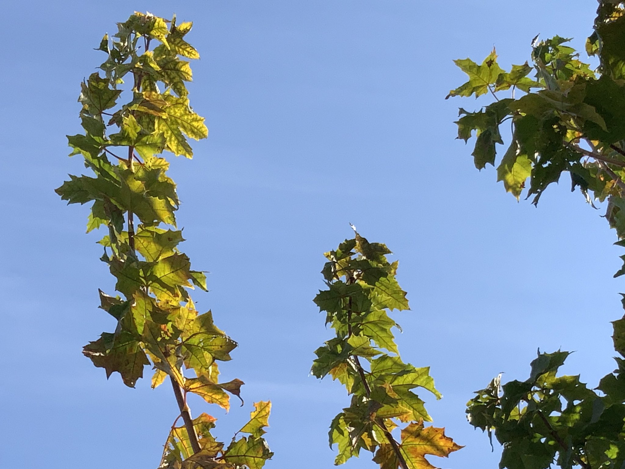 みぃちゃん 不具合中 おはようございます 健やかに過ごせますように 佳き一日でありますように 11月4日 ユネスコ憲章記念日 かき揚げの日 いいよの日 いいおしりの日 オハヨウゴザイマス お花ですネン Tlを花でいっぱいにしよう 心に花束を 寫眞