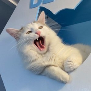 JoshuaBuildster's tweet photo. Kitty AAAAAAAH 2 https://t.co/qAkK2dKY7j