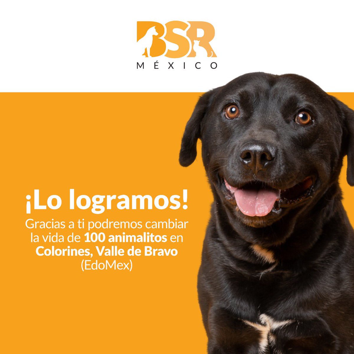 Brigada Sin Raza tweet media