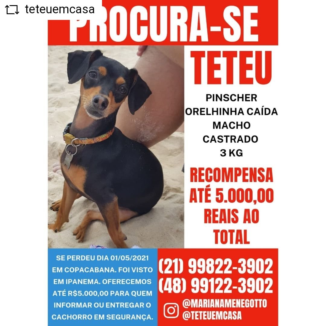 deisemg's tweet photo. Procura-se Teteu. 💔🐶 https://t.co/AZMwgAOl0h