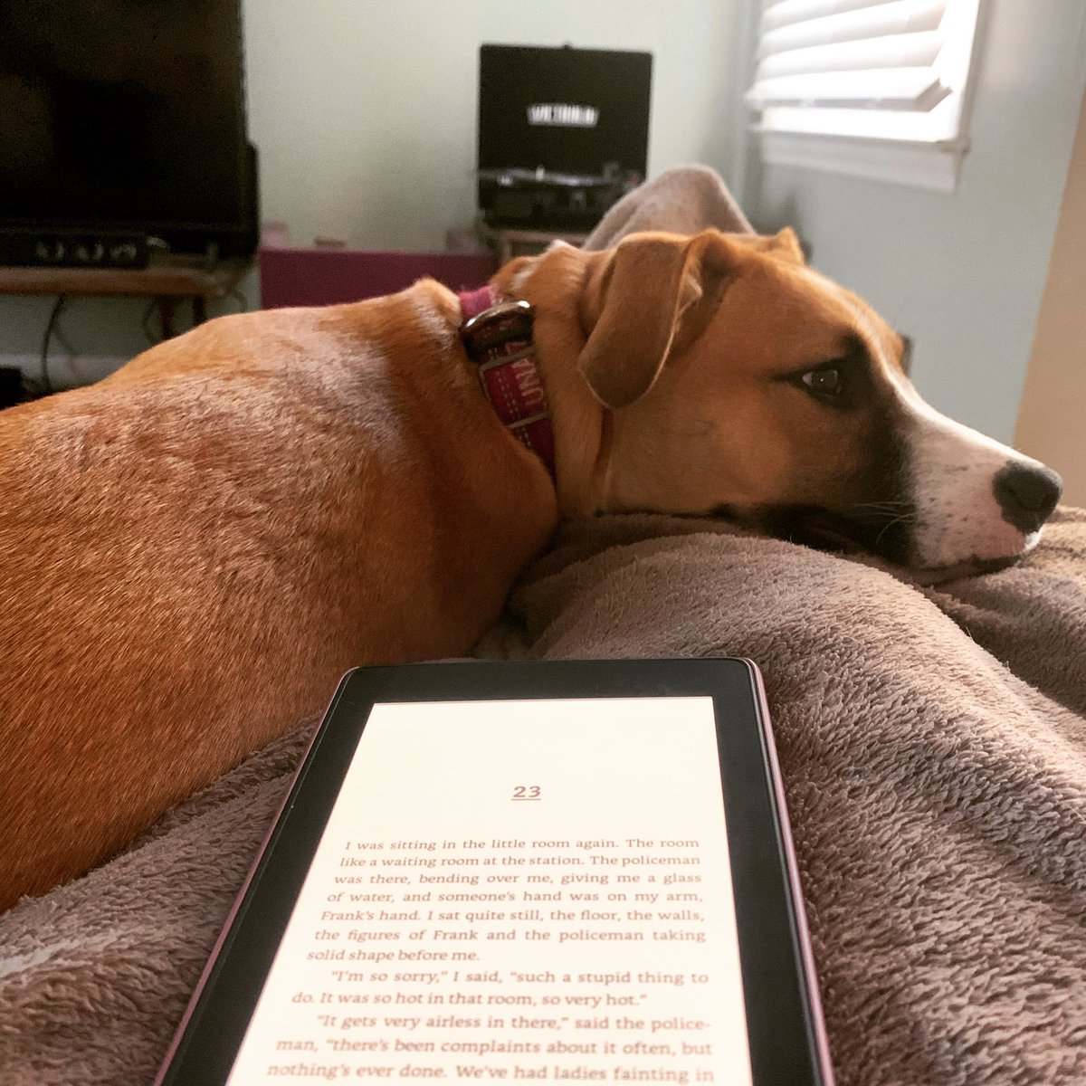 2 days late to the #GLOWGratitudeChallenge, but tonight I am grateful for cozy nights reading with my pal. #glowacademy #brightertogether