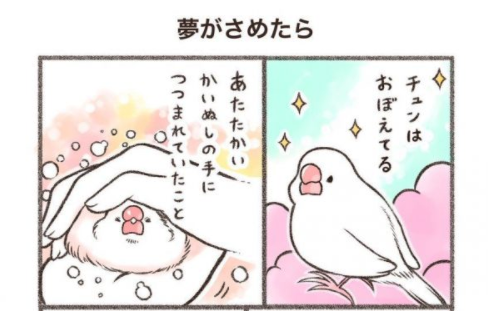 tg_originals's tweet photo. 長く暮らしていると避けられない「その時」を小鳥さんが語る形で描いた漫画に「涙が止まらない」と感想が集まっています。作者の鳥野ニーナ（@sinamomomomo）さんに、漫画に込めた思いを聞きました。
👉https://t.co/GTCfMolUXR https://t.co/eXEjsqa2LX