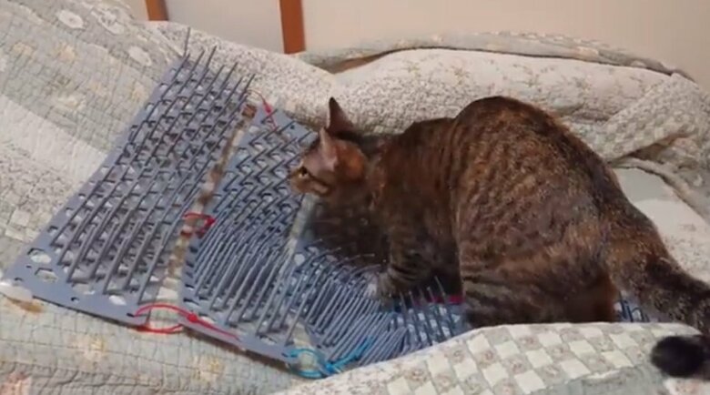 痛くないの トゲトゲの 猫よけシート に乗る猫の表情がクール うちの子も乗る の声続々 Twitter
