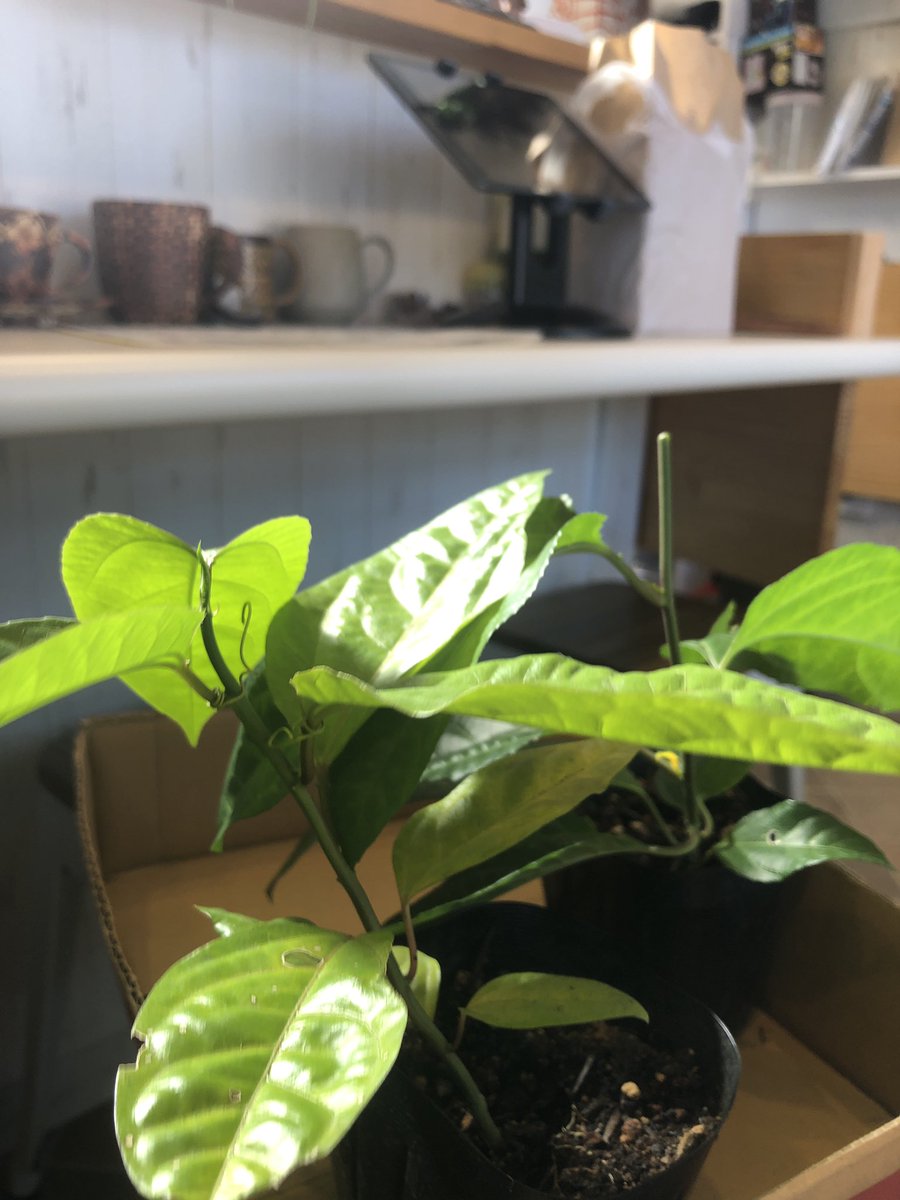 Top Tweets For パッションフルーツ Twstalker