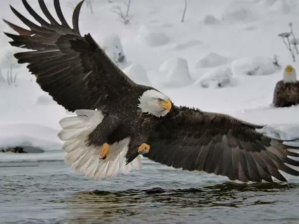 goldmedalmind's tweet photo. In competition, over-thinking leads to under-performing. 
"Birds don't think about flying; they just fly." ―Anonymous #TheChampionsMind 🏆 #App 

🦅 https://t.co/QLOWv8bBAV https://t.co/m8zJ250nKP