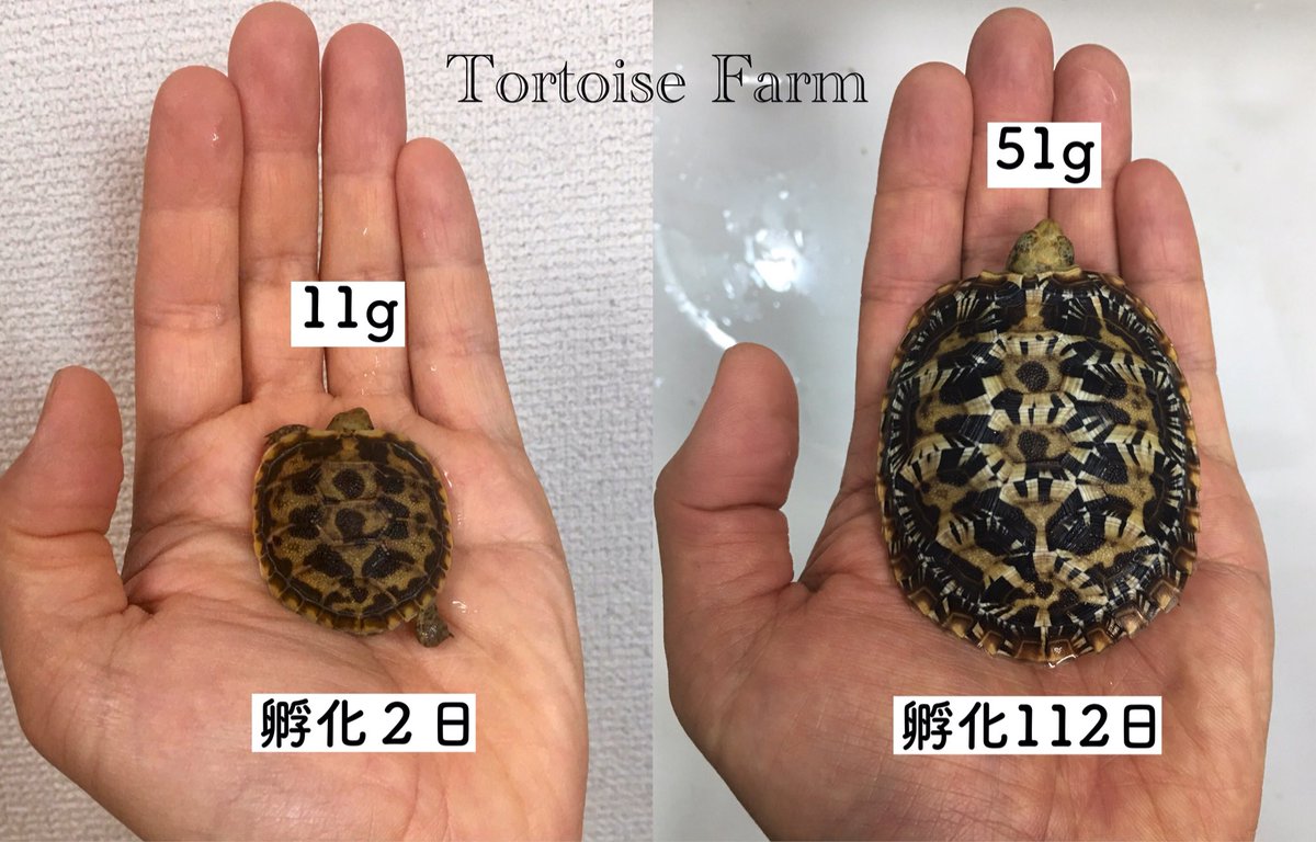Tortoise_Farm's tweet photo. パンケーキガメ
成長記録
#パンケーキリクガメ
#パンケーキガメ
#リクガメ
#サイテス
#Africanpancaketortoise
#Pancaketortoise
#Malacochersustornieri https://t.co/kSiE6wfegi