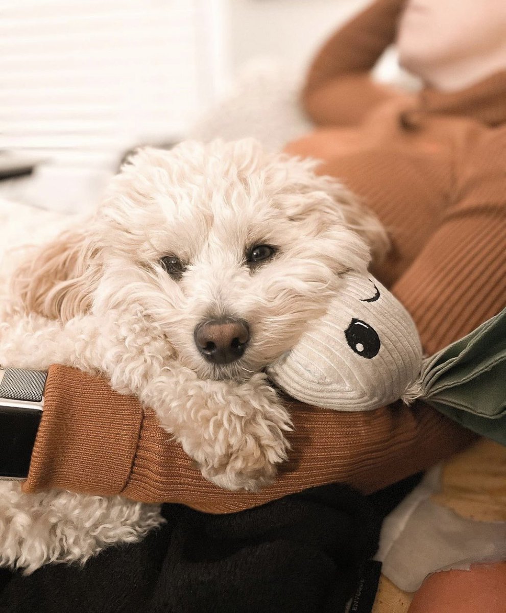 Dogs of MSP tweet media