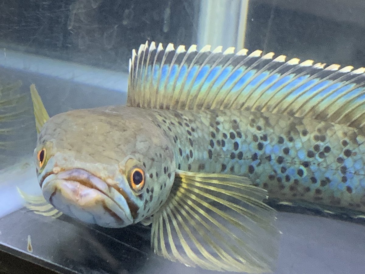 小さな熱帯魚の店 レインボー 小虹 の人たち Tfrainbow Twitter