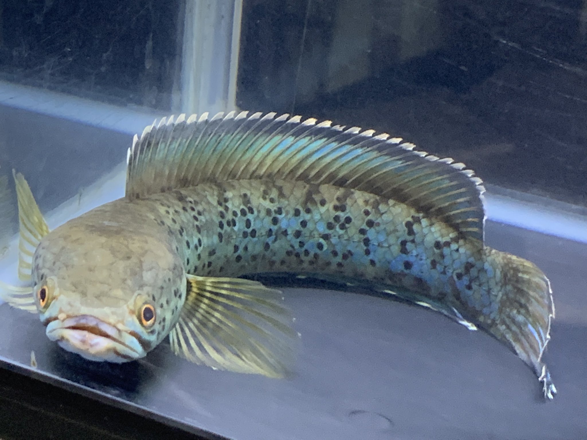 小さな熱帯魚の店 レインボー 小虹 の人たち チャンナパルダリス 昨日の個体の撮り直しw 当店hpのno 4個体です コイツも優秀だ チャンナ スネークヘッド パルダリス 大阪スネークヘッド 大阪熱帯魚 スネークヘッド通販 熱帯魚レインボー 小さな熱帯魚の店 レインボー 小虹 の人たち チャンナパルダリス 昨日の個体の撮り直しw 当店hpのno 4個体です コイツも優秀だ チャンナ スネークヘッド パルダリス 大阪スネークヘッド 大阪熱帯魚 スネークヘッド通販 熱帯魚レインボー