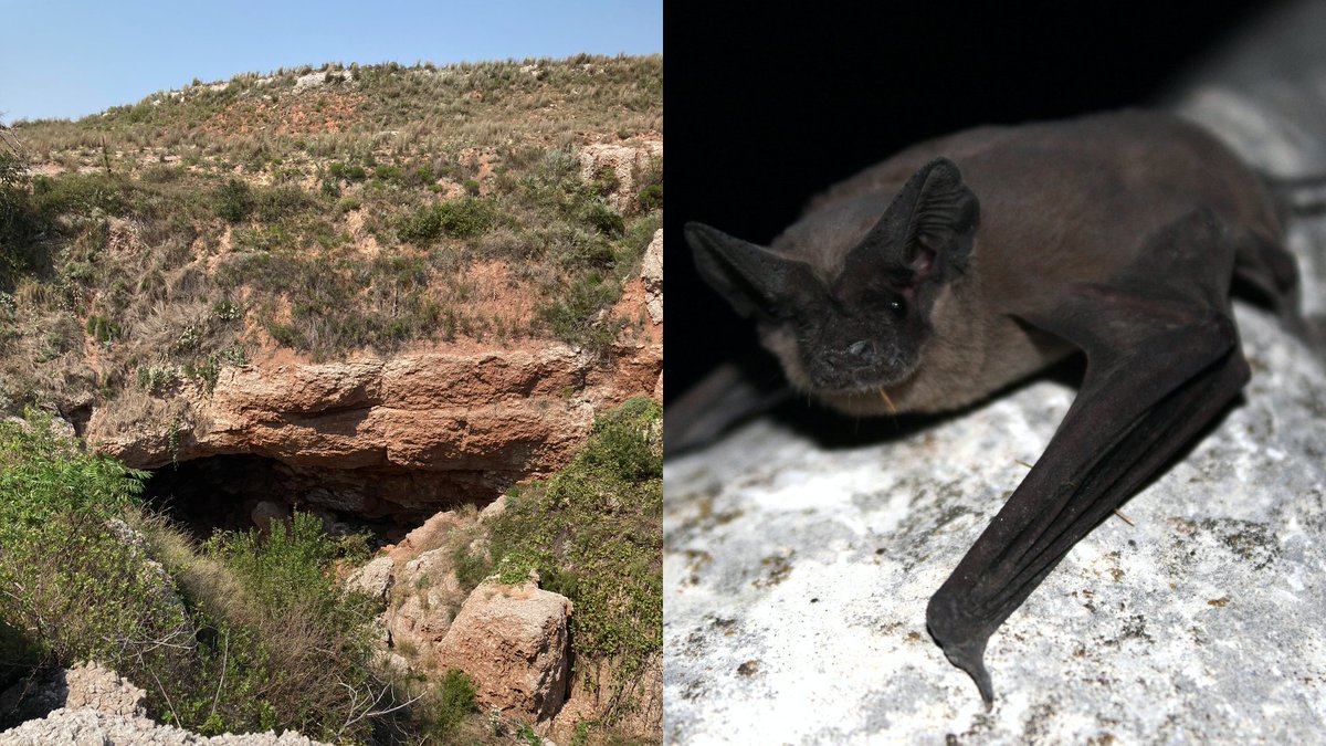 Daniel Becker (@danjbecker) on Twitter photo i'm recruiting a MS or PhD student to work on bat migration, immunology, and infectious disease to start in Fall 2022 at <a href="/OU_Biology/">OU Dept. of Biology</a>. support includes at least one year of RA funding followed by TAs. get in touch for more information, and please RT! apps are due 12/1. i'm recruiting a MS or PhD student to work on bat migration, immunology, and infectious disease to start in Fall 2022 at <a href="/OU_Biology/">OU Dept. of Biology</a>. support includes at least one year of RA funding followed by TAs. get in touch for more information, and please RT! apps are due 12/1.