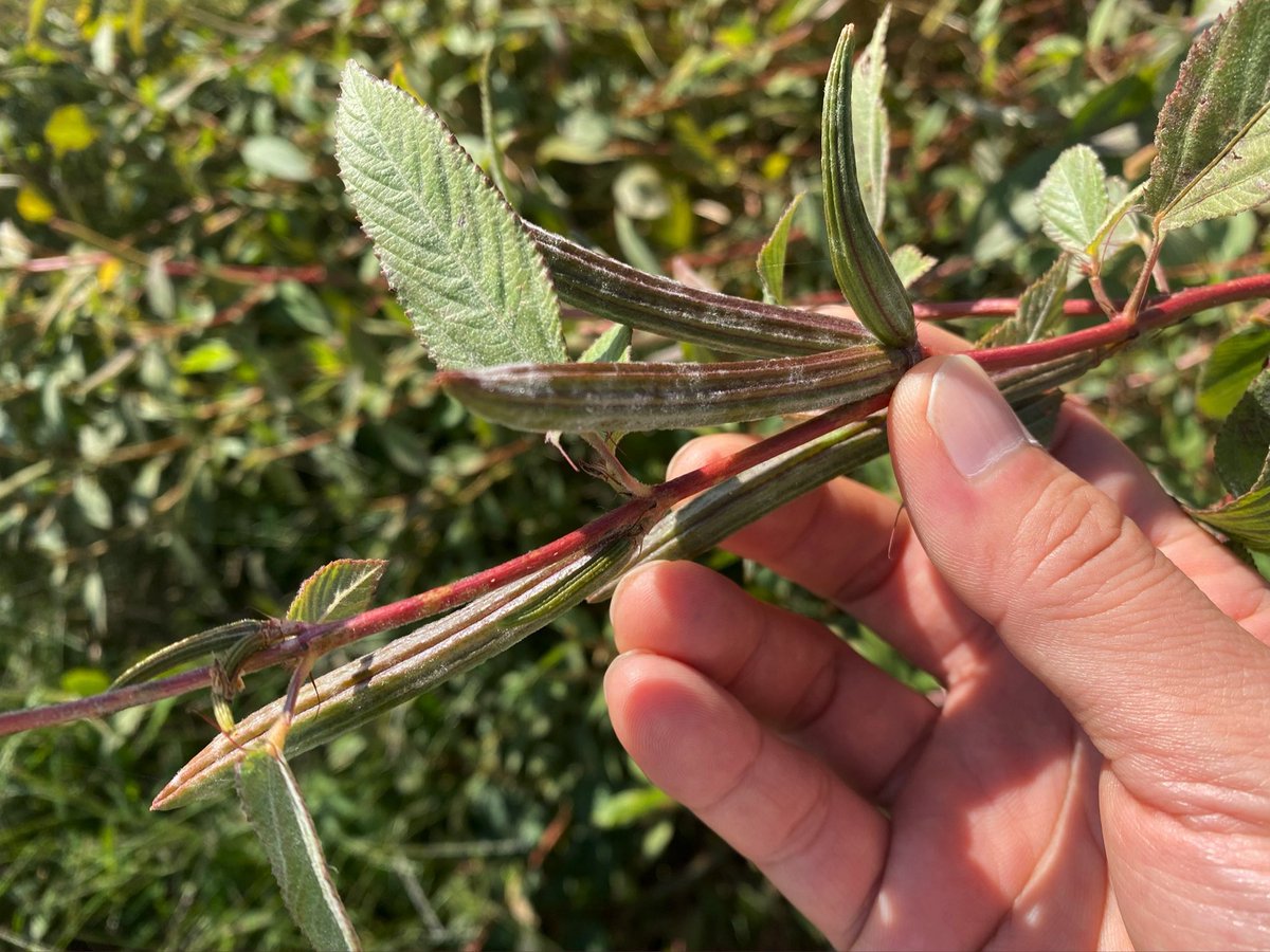 Top Tweets For モロヘイヤ Twstalker