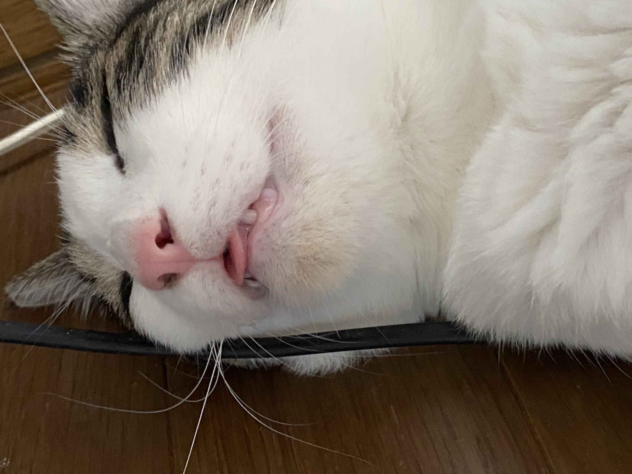 みるちゃん お嬢さん ベロ出てますよ 顎だけご飯で汚れてるの可愛い 猫 愛猫 猫好きさんと繋がりたい 猫の居る暮らし 猫のいる幸せ T Co K09kz0urtv Twitter