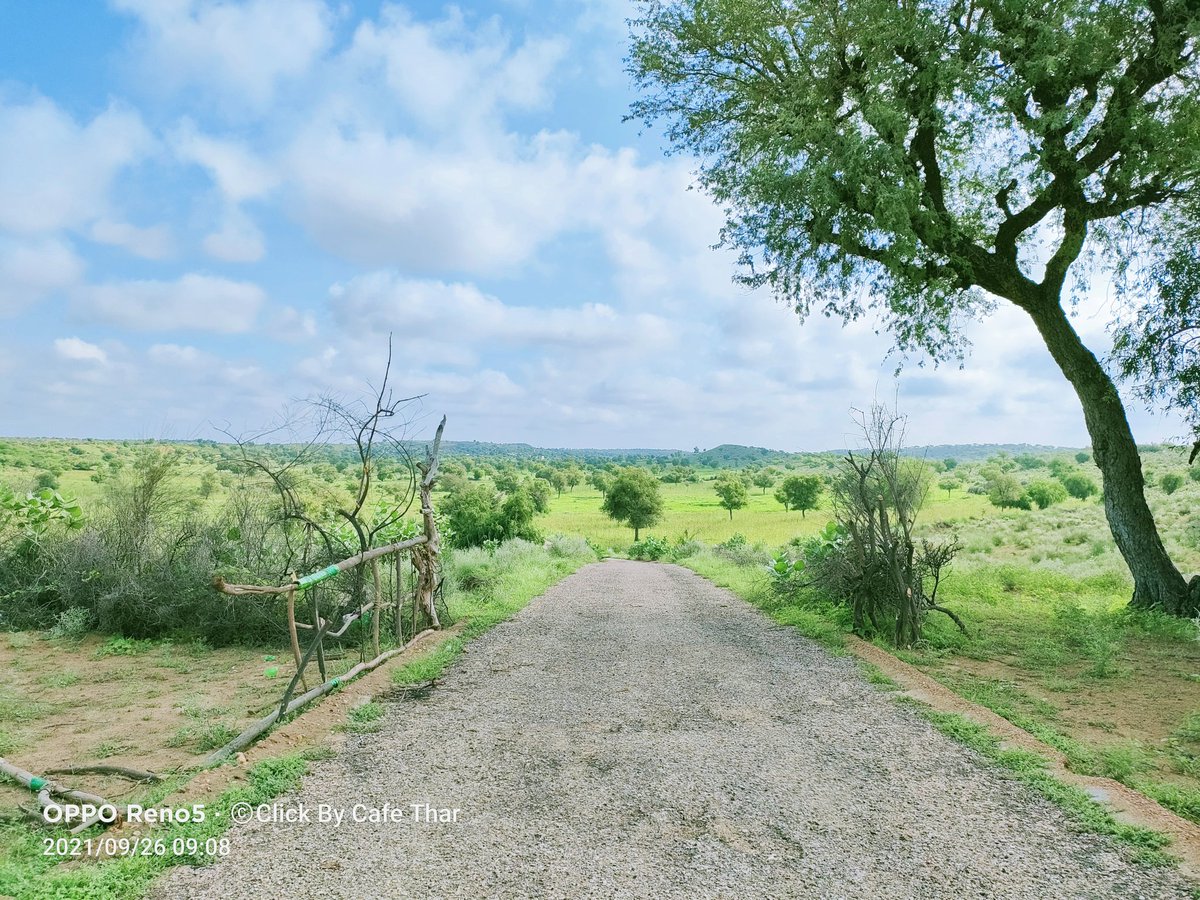 piyaroshivani's tweet photo. Lush Green Thar Desert Of Pakistan

#thar
#tharparkar
#nagerparkar
#mithi
#islamkot
#secmc 
#tharcoal 
#cafether 
#dawndotcom 
#TharAfterRain 
#sanddunes
#sanddune https://t.co/xqznOXbqXb