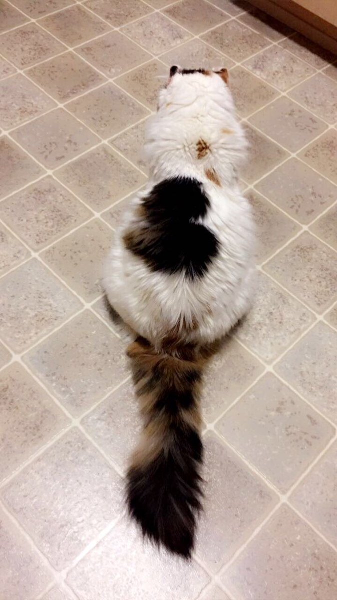 Happy TBT #ThrowbackThursday  My heart is for you only!! 🖤😺💕 #cats #CatsOfTwitter #americancurlcat