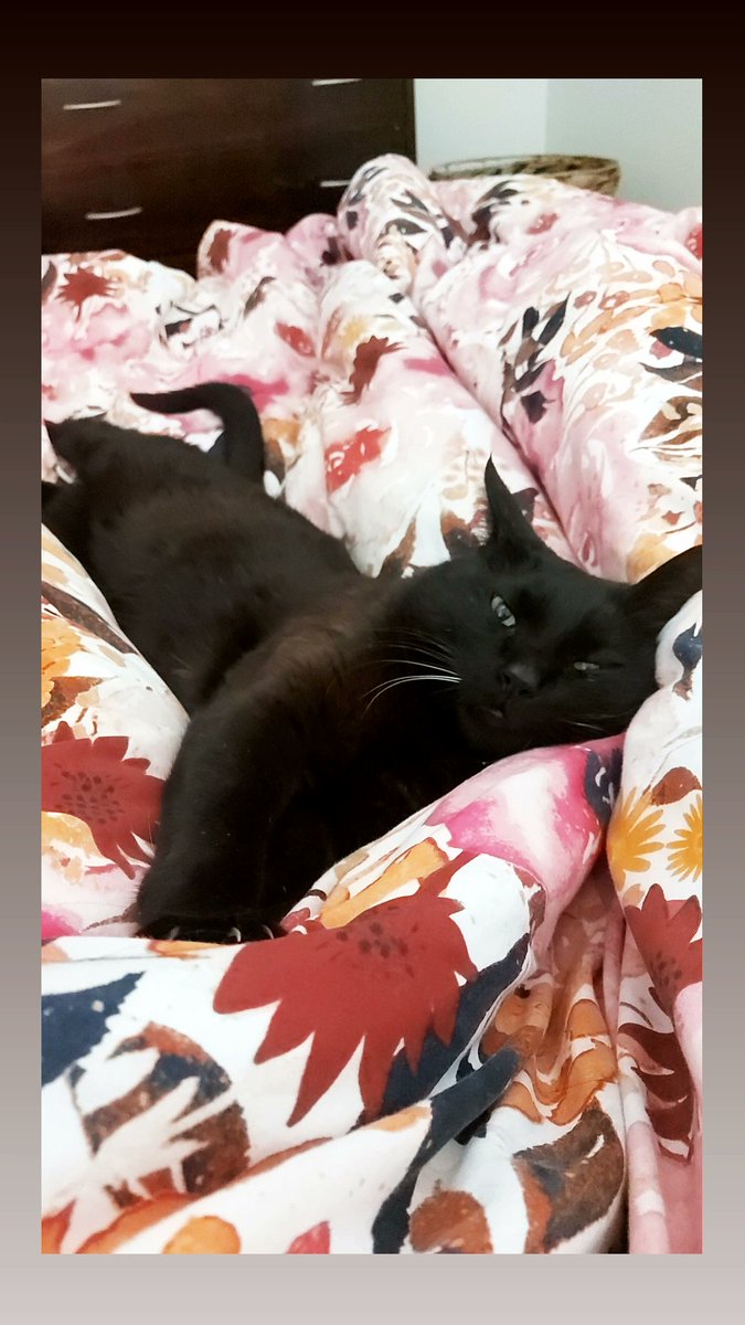 CrosCami's tweet photo. Bueno y no les habia presentado al rey de la casa.
Gordo Malcom marrano 💜 https://t.co/MUt0krMvuS