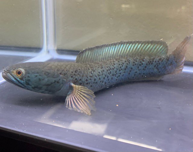 小さな熱帯魚の店 レインボー 小虹 の人たち Tfrainbow Twitter