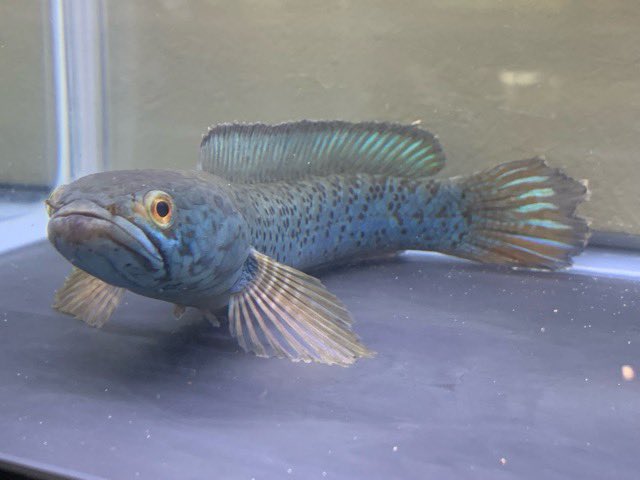 小さな熱帯魚の店 レインボー 小虹 の人たち Tfrainbow Twitter