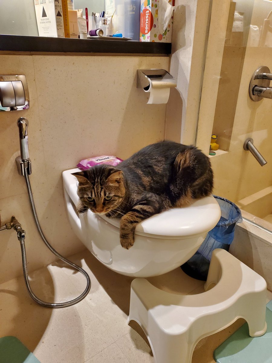 sofihsu1's tweet photo. you poop. i poop.
#chouchou #CatsOfTwitter #CatBully https://t.co/zxcvuIyo7w